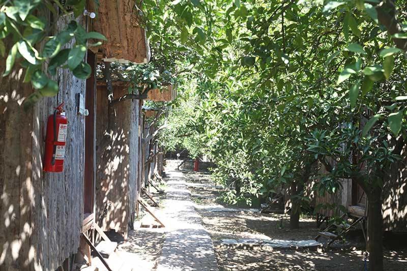 Bayrams Tree Houses Olympos Kültér fotó